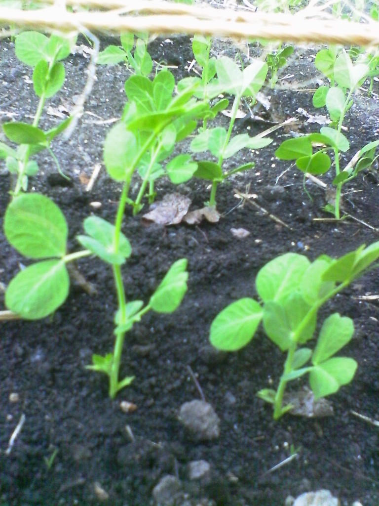 The garden is bursting with new life as seeds planted in May are reaching toward the sun now!  These are Sugar Snap Peas, last years favorite produce!