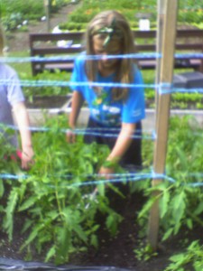 Assisting the tomatoes by adding organic fertilizer