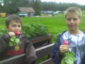 These boys sink their teeth into the freshest radishes around!