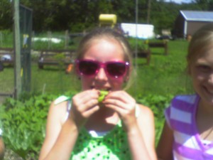 Kids and counselors alike marveled at how tasty fresh peas right off the vine are!